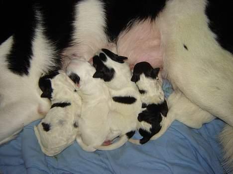 Blanding af racer Ricki og Malou´s Hvalpe billede 15