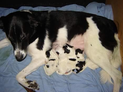 Blanding af racer Ricki og Malou´s Hvalpe billede 16