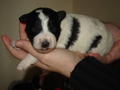 Blanding af racer Ricki og Malou´s Hvalpe - Krølle billede 17