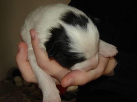 Blanding af racer Ricki og Malou´s Hvalpe - Han hund solgt billede 18