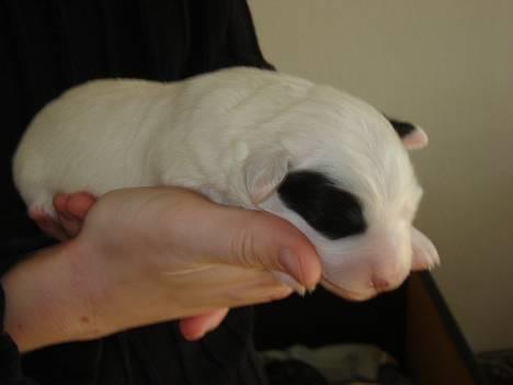 Blanding af racer Ricki og Malou´s Hvalpe - Han hund tilsalg solgt billede 19