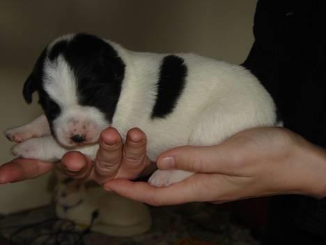 Blanding af racer Ricki og Malou´s Hvalpe - Tæve hvalp Solgt billede 20