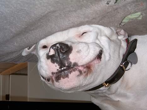 Amerikansk bulldog Miss sophy billede 18