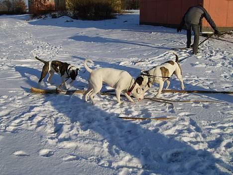 Amerikansk bulldog Miss sophy billede 19