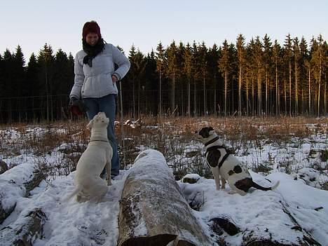 Amerikansk bulldog Miss sophy billede 20