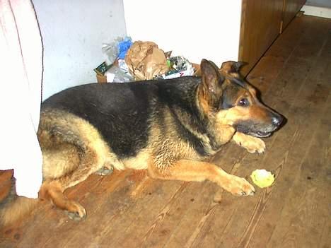 Schæferhund Odin *Død* - Man skal jo slappe af på et tidspunkt billede 1