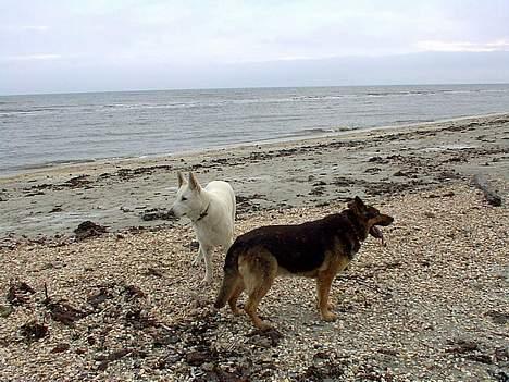 Schæferhund Odin *Død* - Det er altid dejligt med en gåtur ved stranden billede 2