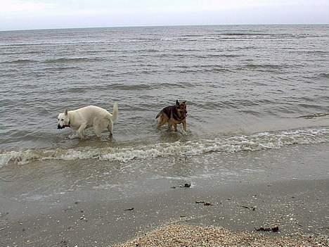 Schæferhund Odin *Død* - Bade bade... det er bare såååå dejligt billede 3