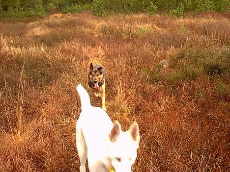Schæferhund Odin *Død* - Lucky... vent på miiiig.. billede 4