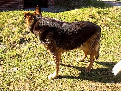 Schæferhund Odin *Død* - Hvad? Oki Lucky jeg kommer nu...  billede 5