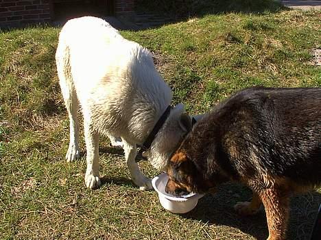 Schæferhund Odin *Død* - Vi deler lige okay? billede 6
