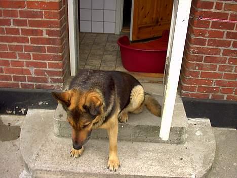 Schæferhund Odin *Død* - Pyha.. Det er godt nok hårdt.. billede 7