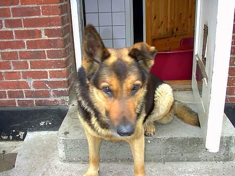Schæferhund Odin *Død* - Arrrgh,, Sidder lige og slapper af...  billede 8