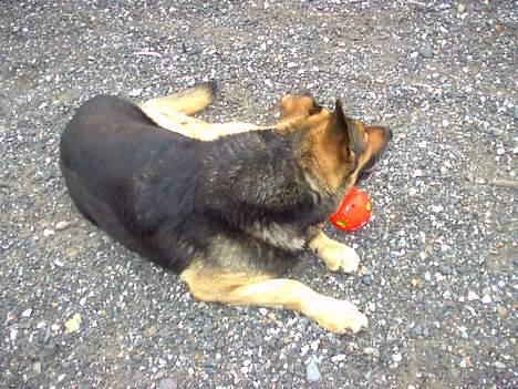 Schæferhund Odin *Død* - Du nå ikke tage bolden... Den er miiin...  billede 9