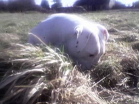 Amerikansk bulldog Nala (Kerteminde) - Hvad gemmer der sig mon her...  billede 5