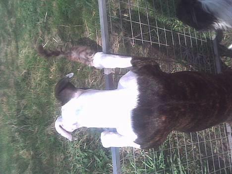 Amerikansk staffordshire terrier liegh - der var katten jo billede 15