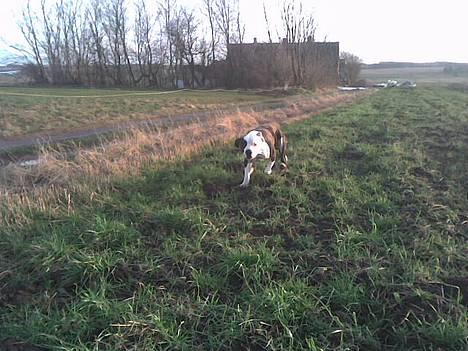 Amerikansk staffordshire terrier liegh - hej mor kommer nu billede 16