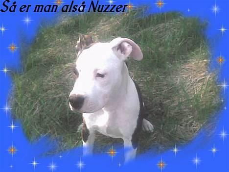 Amerikansk staffordshire terrier liegh - liegh  billede 17