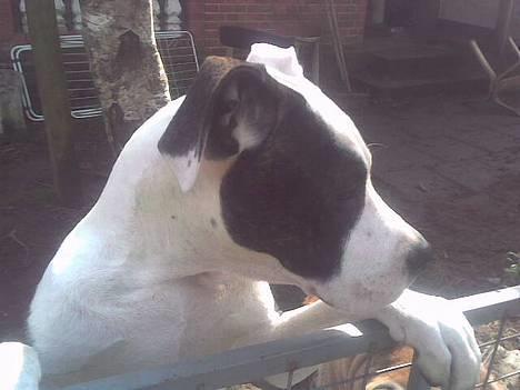 Amerikansk staffordshire terrier liegh - hvad sker der billede 18