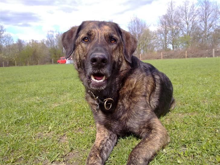 Blanding af racer Columbo "Oh, there's just billede 6