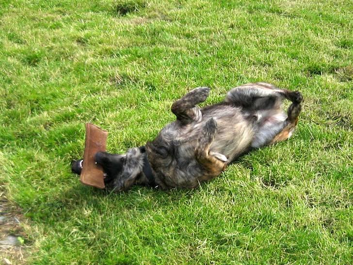 Blanding af racer Columbo "Oh, there's just - Ruske rulle rulle ruske billede 7