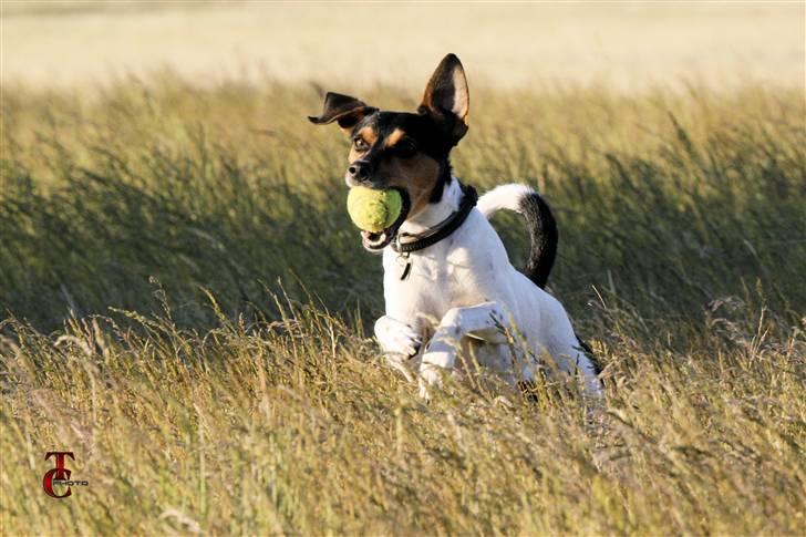 Dansk svensk gaardhund Riko - Foto Trine Christensen.dk billede 3