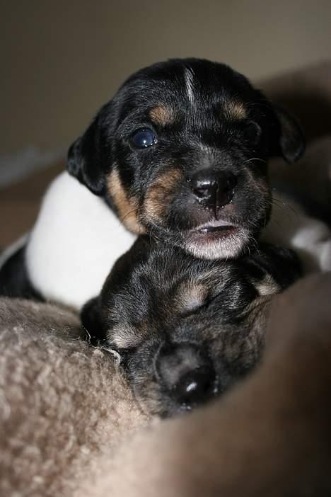 Dansk svensk gaardhund Riko - Foto Trine Christensen.dk billede 5