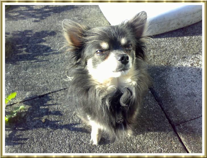 Chihuahua Lynet (Maxie 9år d.8 MAJ 2012 blev han - DEN NÆSTE DER PÅSTÅR, JEG IKKE ER EN CHIHUAHUA - FÅR MED MIG AT BESTILLE......oO(Maxie sender killerblikket) billede 2