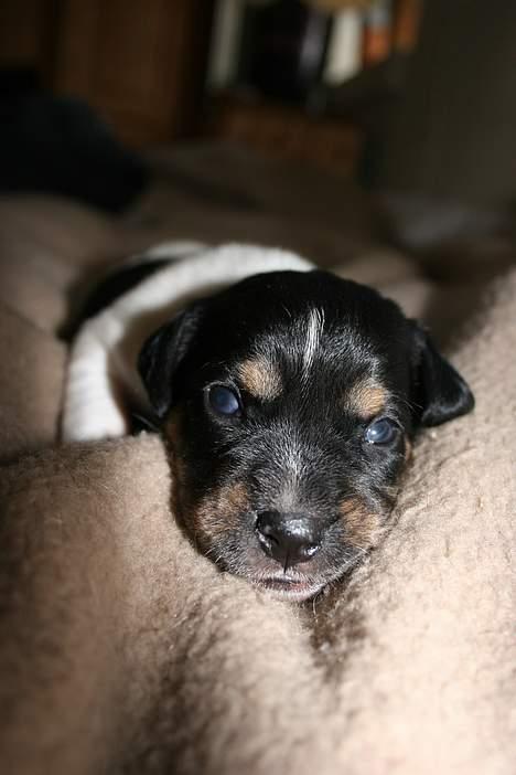 Dansk svensk gaardhund Riko - Foto Trine Christensen.dk billede 7