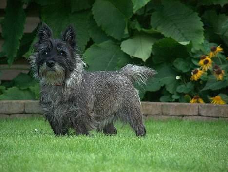 Cairn terrier Jack *11.12.96 - 17.7.13* - Flot fyr! billede 20