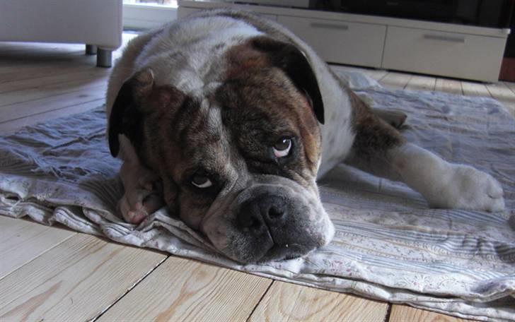 Olde english bulldogge Mr. Møller billede 17