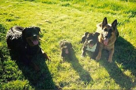 Staffordshire bull terrier Zar.     født 20/7-1997 - ELSKER LEIKA - hun var mit et og alt.. Sommeren 2000.. billede 14