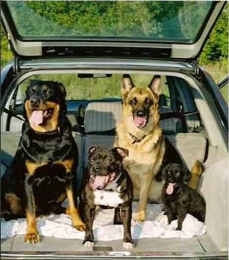 Staffordshire bull terrier Zar.     født 20/7-1997 - Mig og mine tøser.. Sommeren 2001.. billede 15