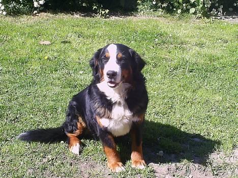 Berner sennenhund Orlanda - Orlanda <3 billede 1