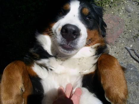 Berner sennenhund Orlanda billede 2