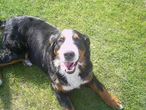 Berner sennenhund Orlanda billede 3