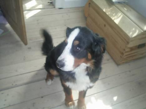 Berner sennenhund Orlanda billede 4