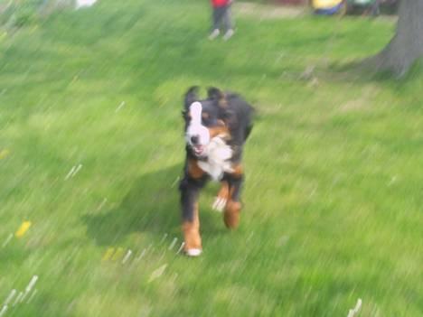 Berner sennenhund Orlanda billede 5