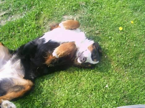 Berner sennenhund Orlanda billede 6