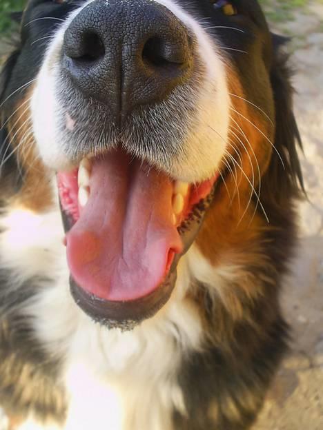 Berner sennenhund Orlanda - der kom hun vidst lidt for tæt på :D  billede 7