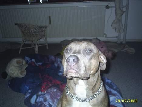 Amerikansk staffordshire terrier #Tira#R.I.P billede 10