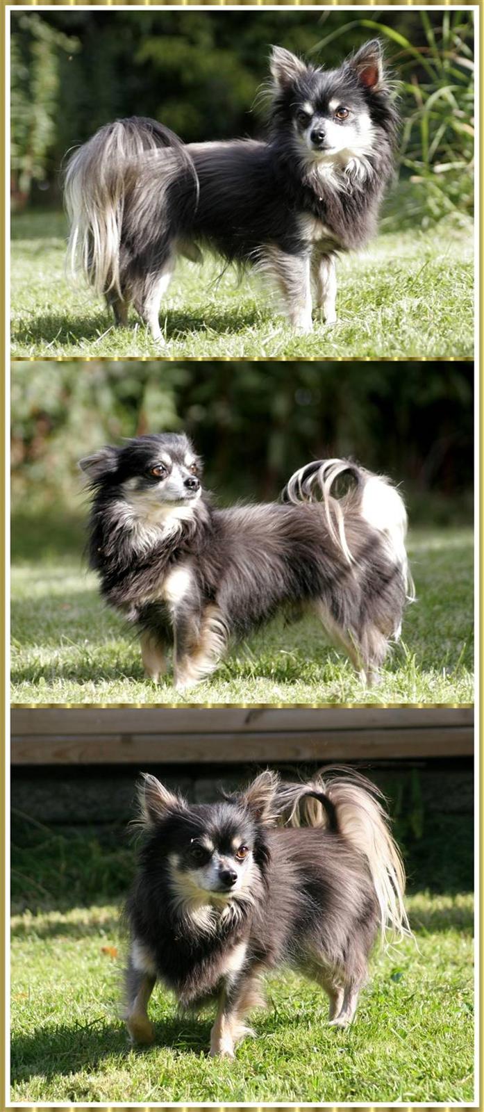 Chihuahua Lynet (Maxie 9år d.8 MAJ 2012 blev han - Foto taget a Patricia m Noah 28 sep 08 billede 5