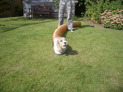 Petit basset griffon wendéen Viggo billede 1