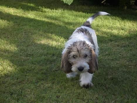 Petit basset griffon wendéen Viggo billede 2