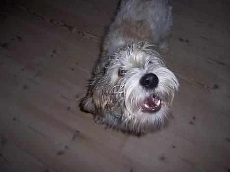 Petit basset griffon wendéen Viggo billede 3