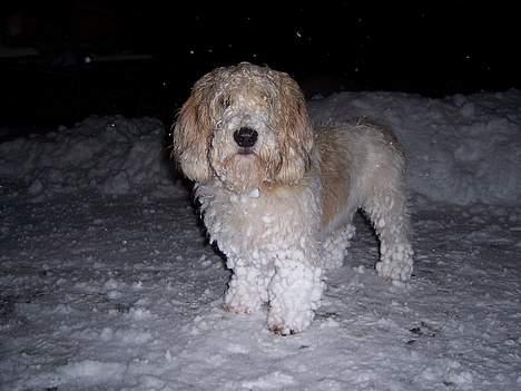 Petit basset griffon wendéen Viggo billede 4