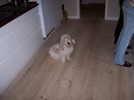 Petit basset griffon wendéen Viggo billede 5