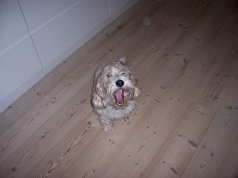 Petit basset griffon wendéen Viggo billede 6