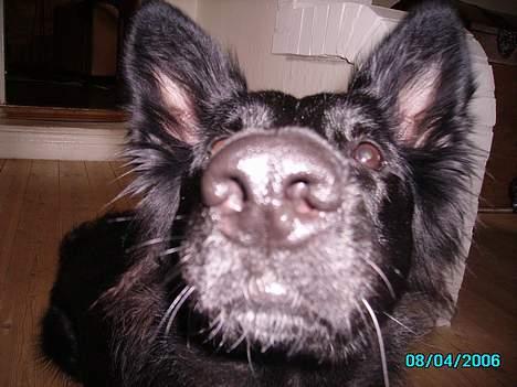 Schæferhund Mokka billede 4