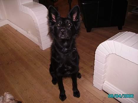 Schæferhund Mokka billede 5